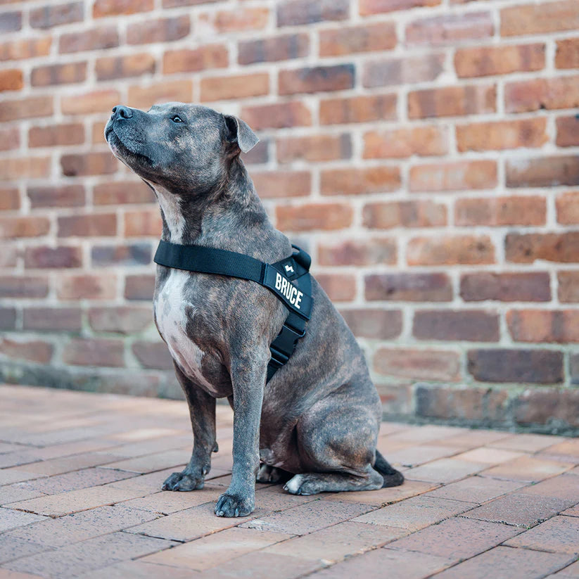 Offrez un confort supérieur à votre chien lors de chaque promenade